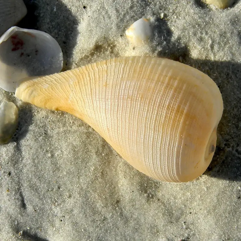 A fig shell on the beach at Lovers Key, south of Naples