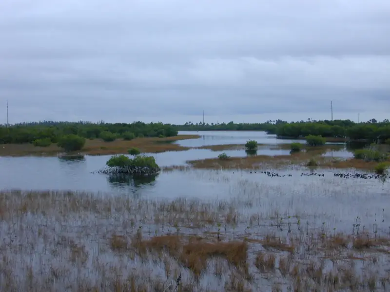 Mangroves at Rookery Bay National Estuarine Research Reserve