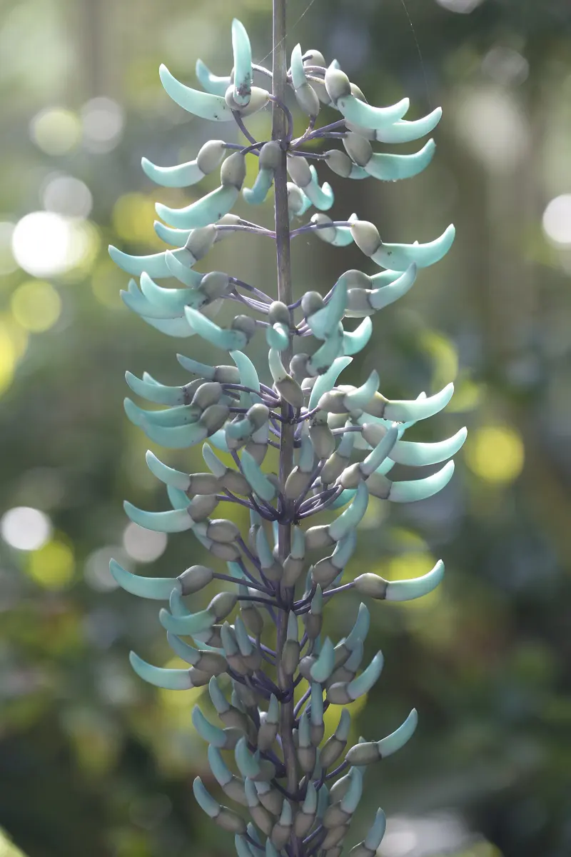 Jade vine (Strongylodon macrobotrys) is a rare find in U.S. botanical gardens. The unusual color of the jade vine's blooms is the result of pigments in two different color...