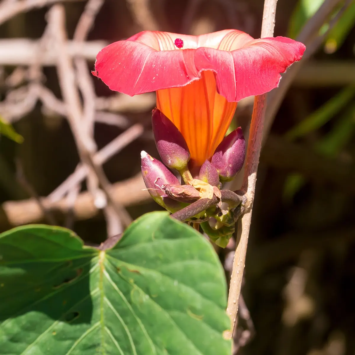 Stictocardia, Hawaiian Sunset Vine, Hawaiian Bells (Stictocardia beraviensis) - loves full sun. Attracts bees, butterflies and hummingbirds. It's native to W. Africa,...