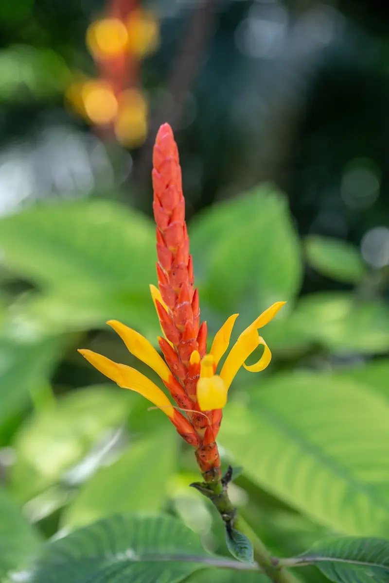 Look at the details on the following description: The species was named in honor of Karl Theodor Hartweg, a German collector of plants. Hartweg went to Mexico in 1836 to gather...