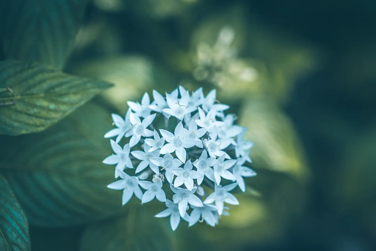 PENTAS LANCEOLATA 'STARCLUSTER WHITE' A vigorous, low maintenance, heat tolerant plant. The flower cluster at the tips of its growth points makes a perfect landing pad for...