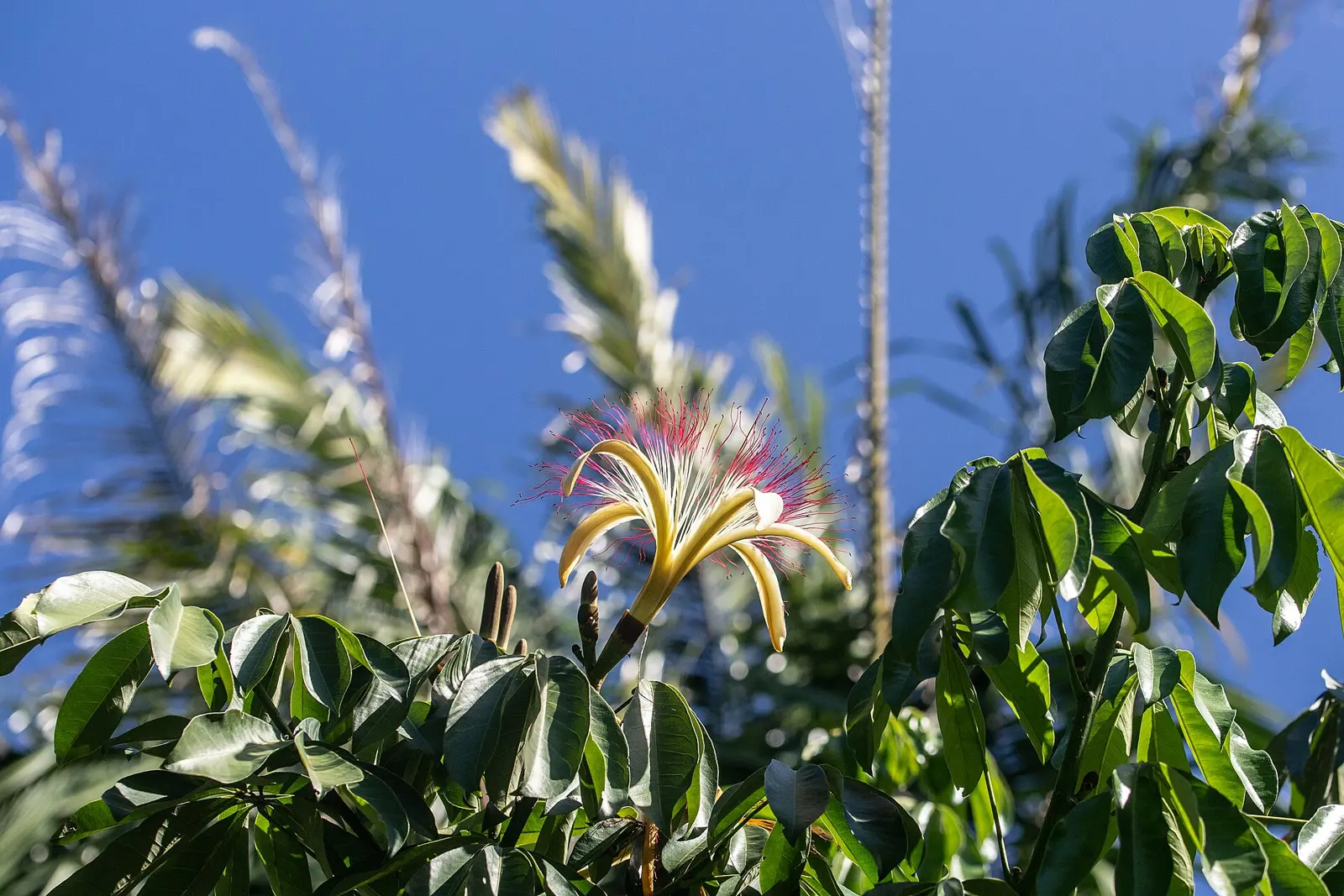 This beautiful tree is a Pachira. It is also has many other names: the Malabar Chestnut, saba nut, money tree, and the provision tree. Story of this tree: Once upon a time, a...