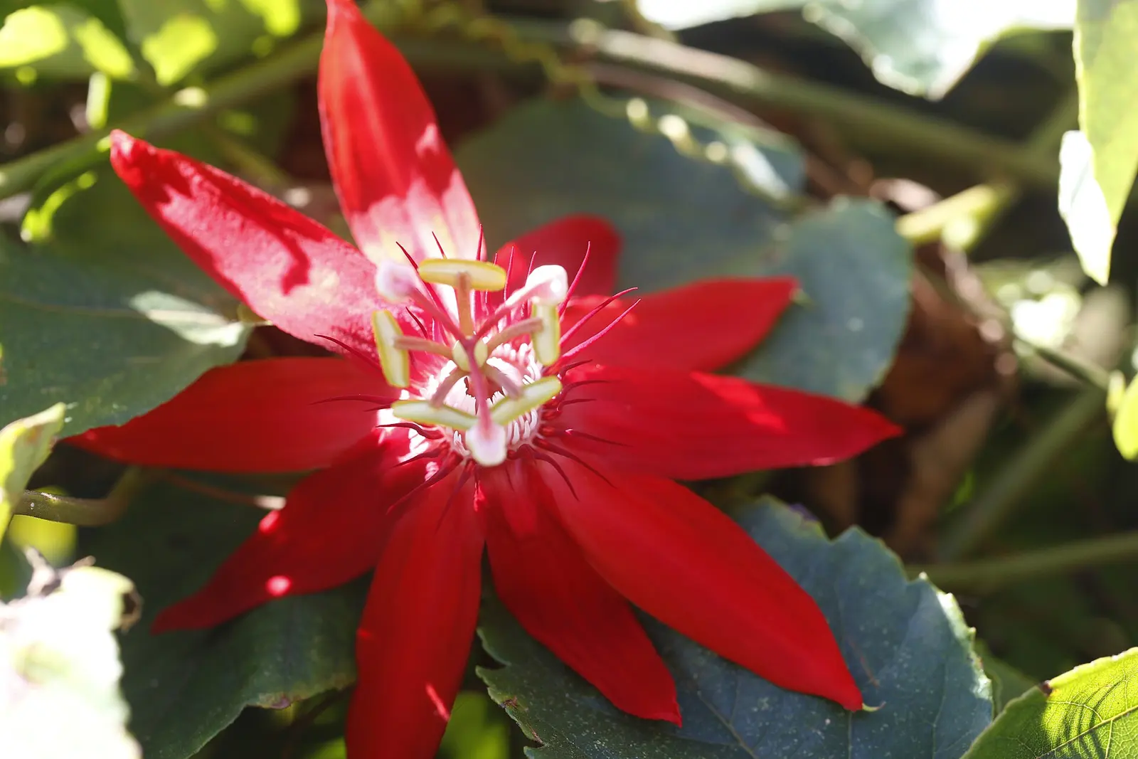 Scarlet Passion Flower - Passiflora Coccinea (other name: red passion flower) is a fast-growing vine. The vine is native to French Guiana. A Photowalk through the lovely Naples...