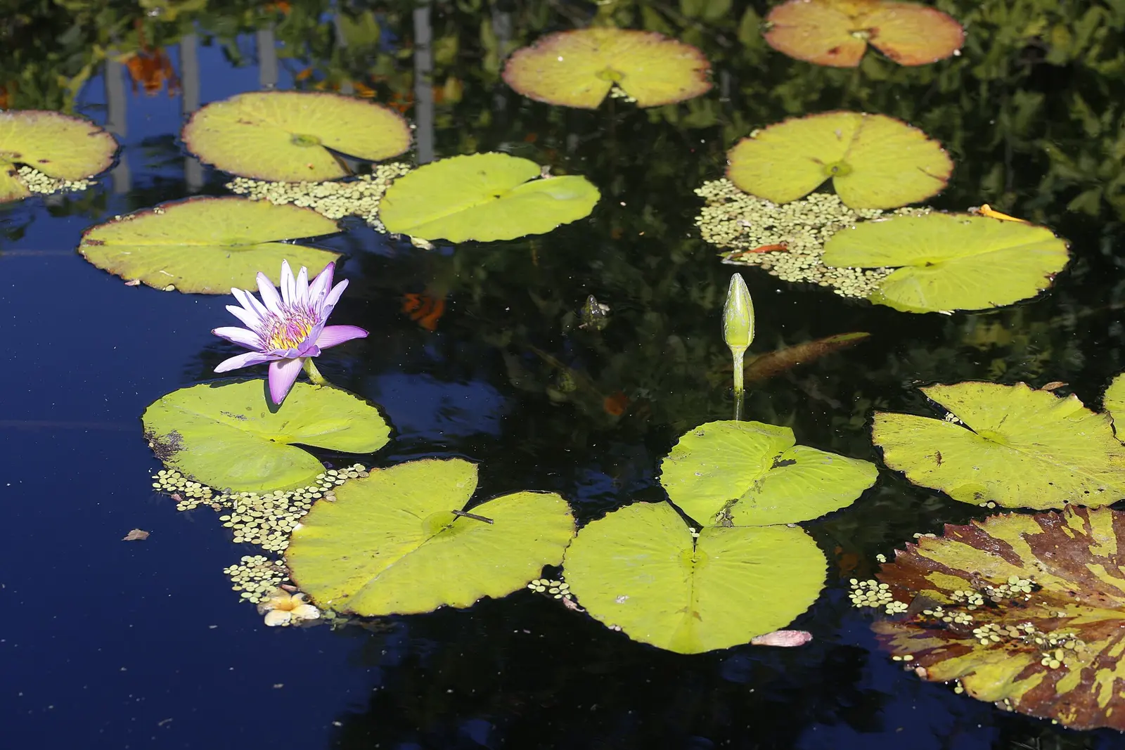 Nymphaea ‘Purple Joy’ is a new hybrid introduced by Ao Weerada of Buafah Gardens in Thailand. It is a beautiful white waterlily with petal tips that appear to have been...