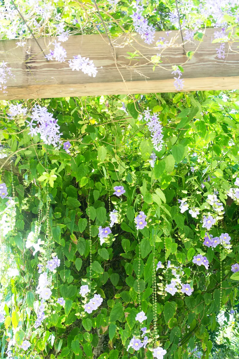 Two flowers, coral stone pillars, and a wooden trellis make a beautiful walkway thru the gardens. The purple / blue flowers are a mixture of Clockvine and Queens Wreath (Petrea...