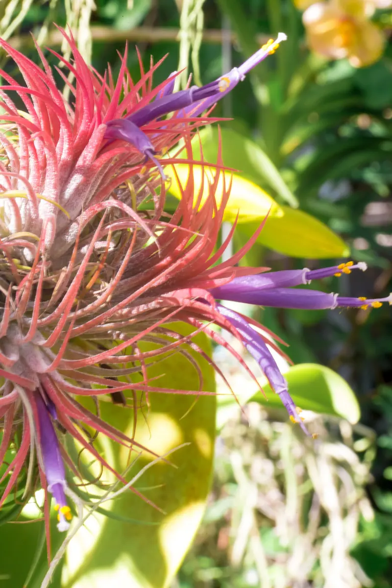 Tillandsia Ionatha Ball - An air plant! It likes to be drenched with water twice a week...but the roots do not like to remain wet! Fully grown, it looks like a pendant lamp or...