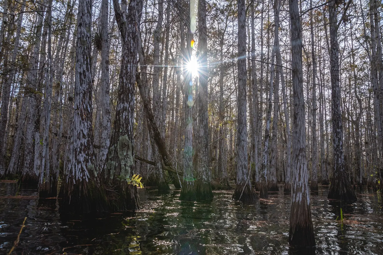Water in south Florida once flowed freely from the Kissimmee River to Lake Okeechobee and southward over low-lying lands to the estuaries of Biscayne Bay, the Ten Thousand...