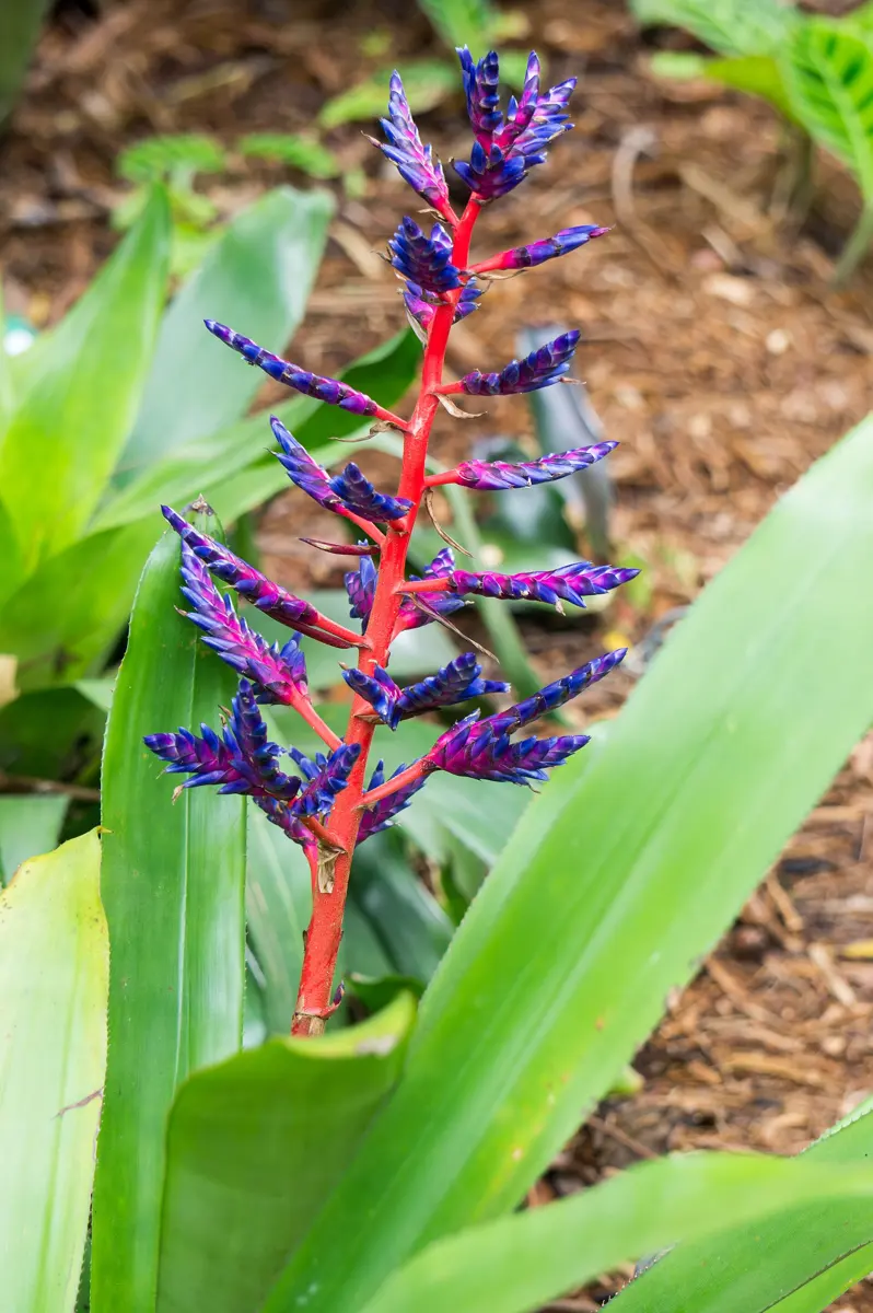 Flower of the Aechmea 'Blue Tango'. Photo taken in April at the w:Naples Botanical Garden in Naples, Florida.