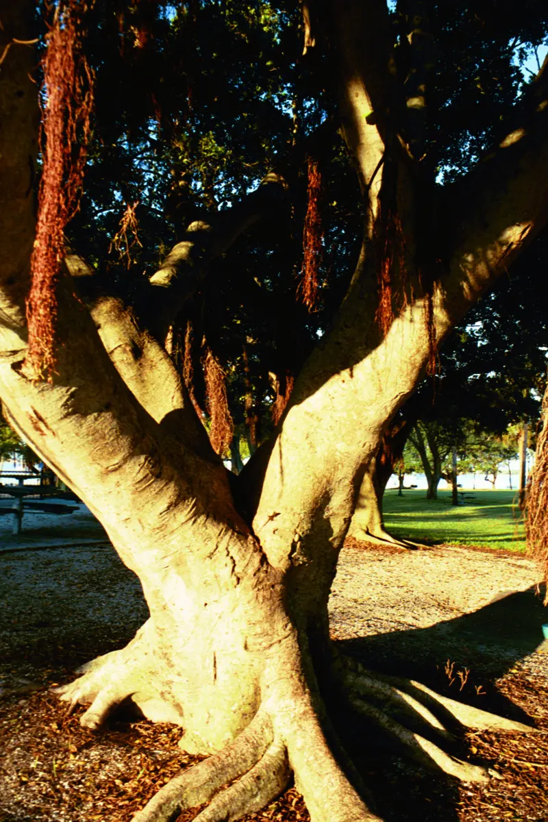 Banyan tree in Bayfront Park, Sarasota, FL has been growing for ages, its roots reaching down from the branches to reconnect with the soil it is borne from.