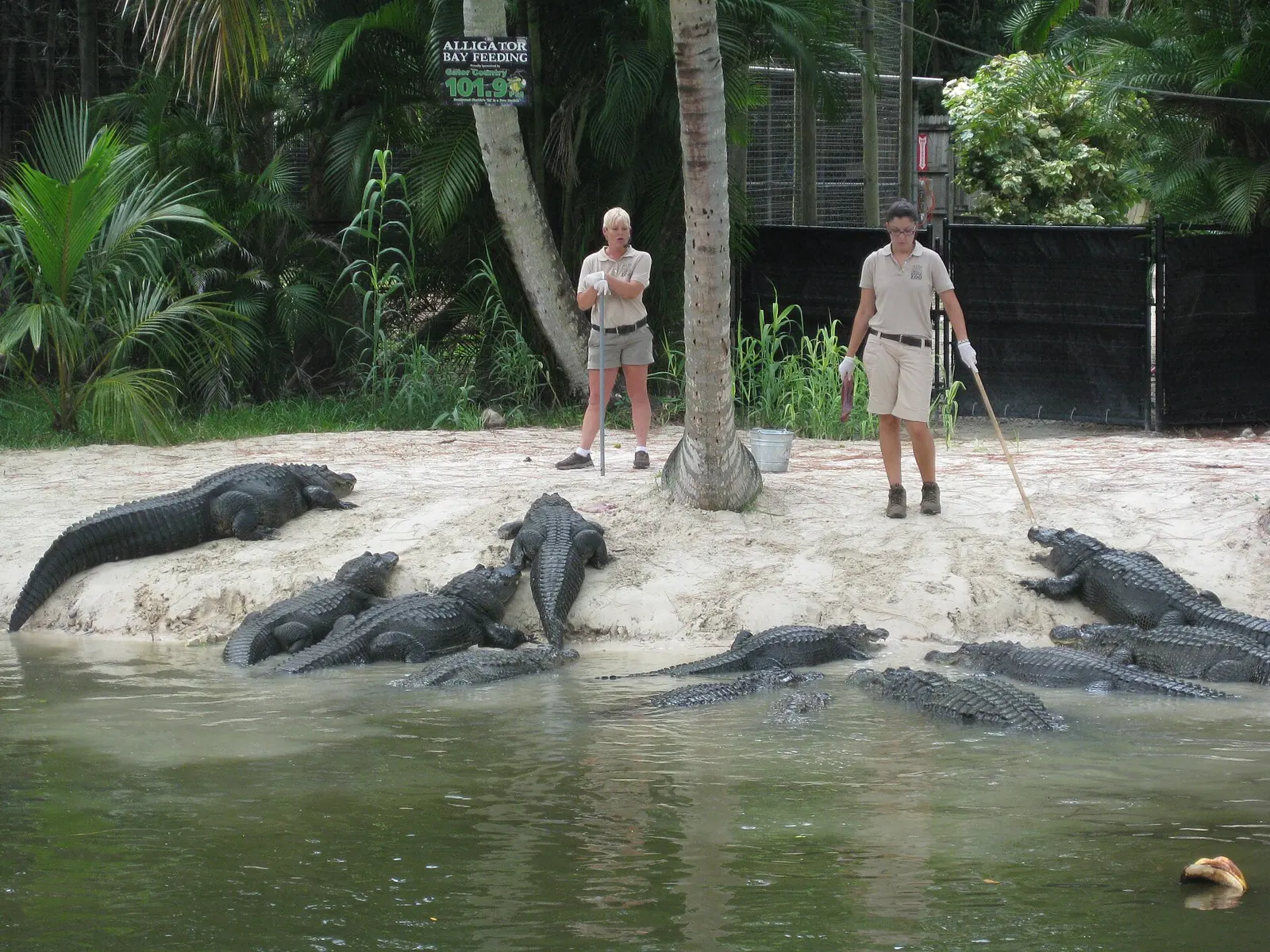 Alligator Zoo at Naples Zoo, Naples, Florida