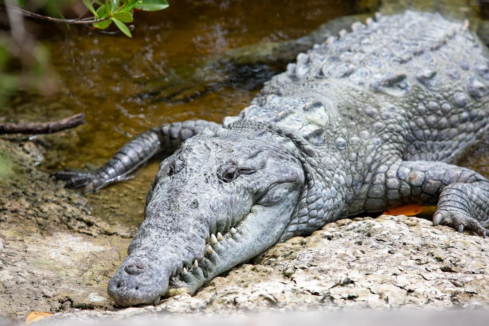 These images highlight the work behind American crocodile nest surveys in Everglades National Park’s Flamingo District. From early morning field checks to nest flagging and...