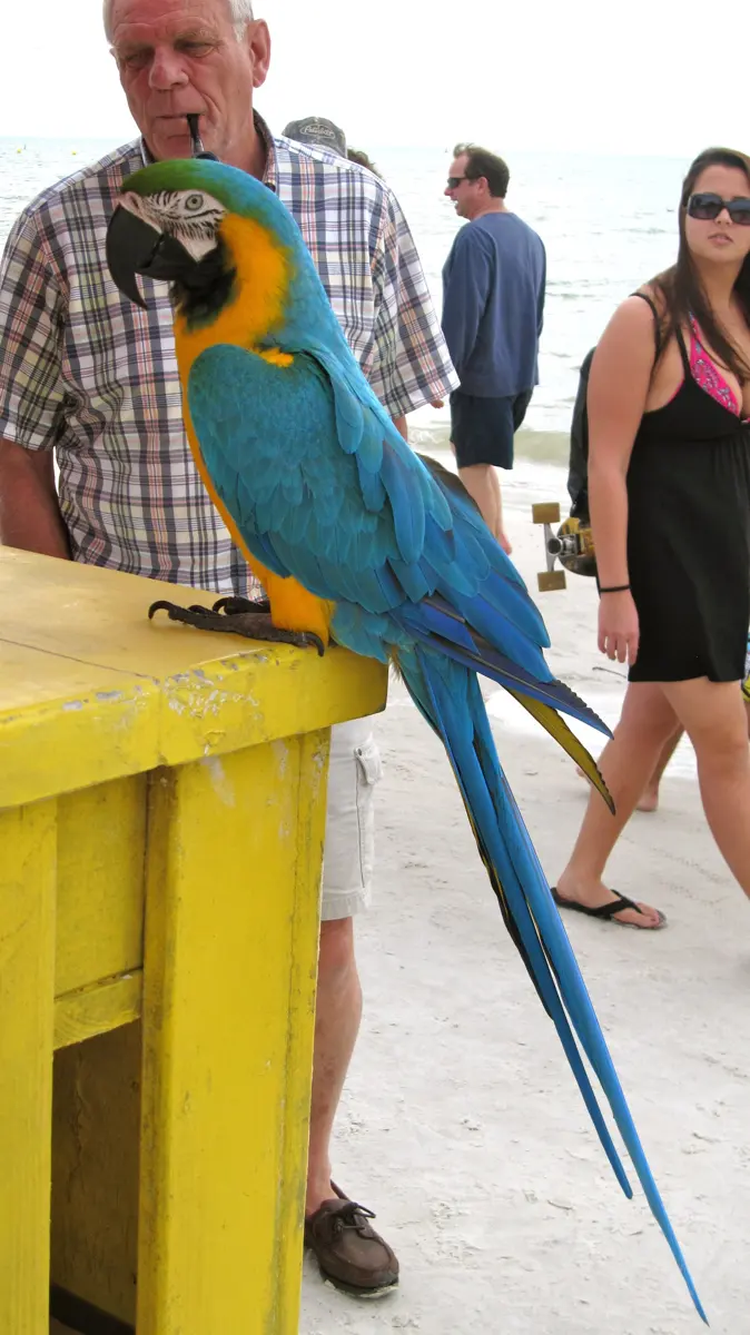 Blue-and-yellow Macaw perching on a bench at Fort Myers Beach, Florida, USA.