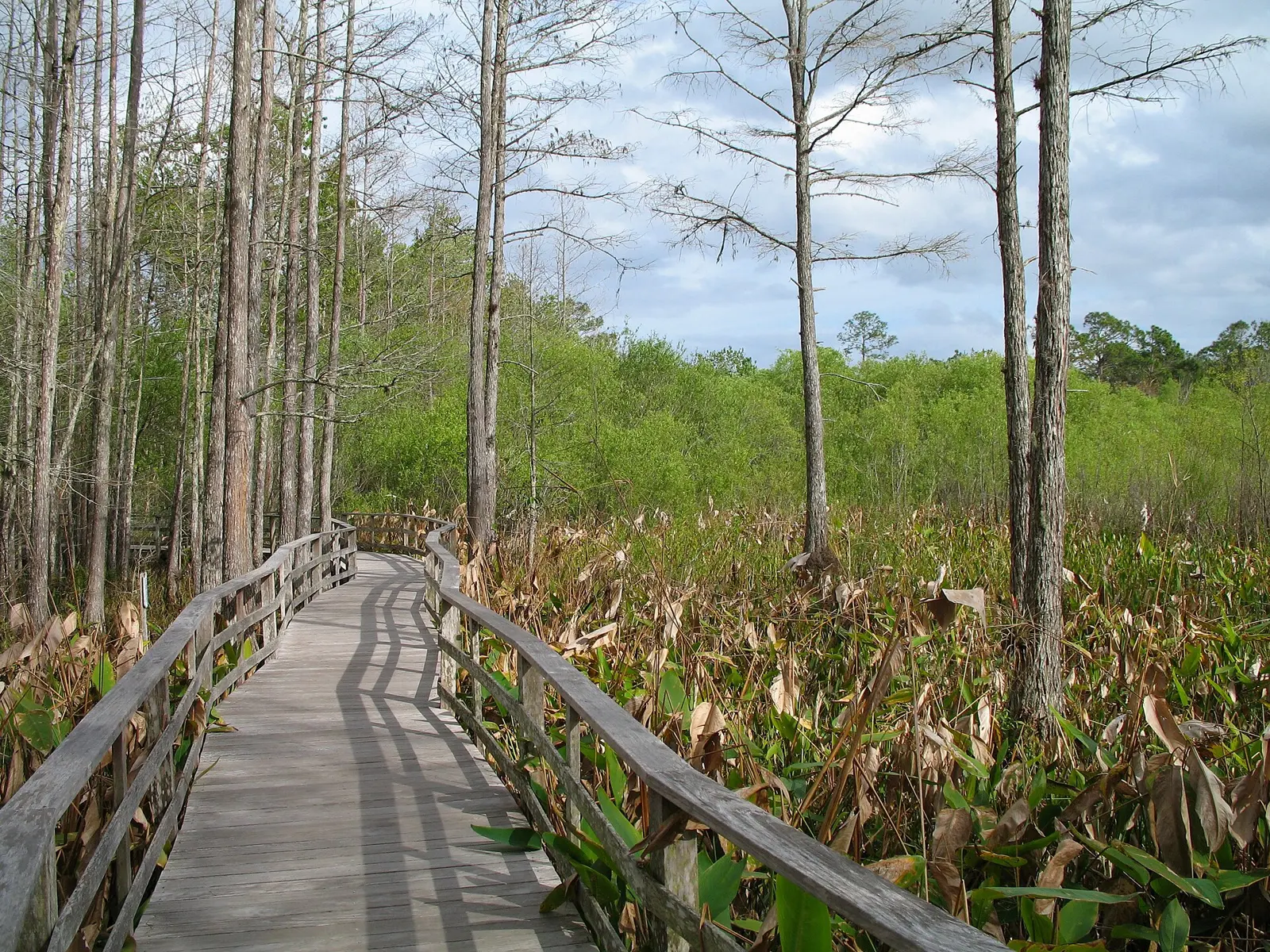 Everglades, Florida, U.S.A.: Corkscrew Swamp Sanctuary, operated by the National Audubon Society