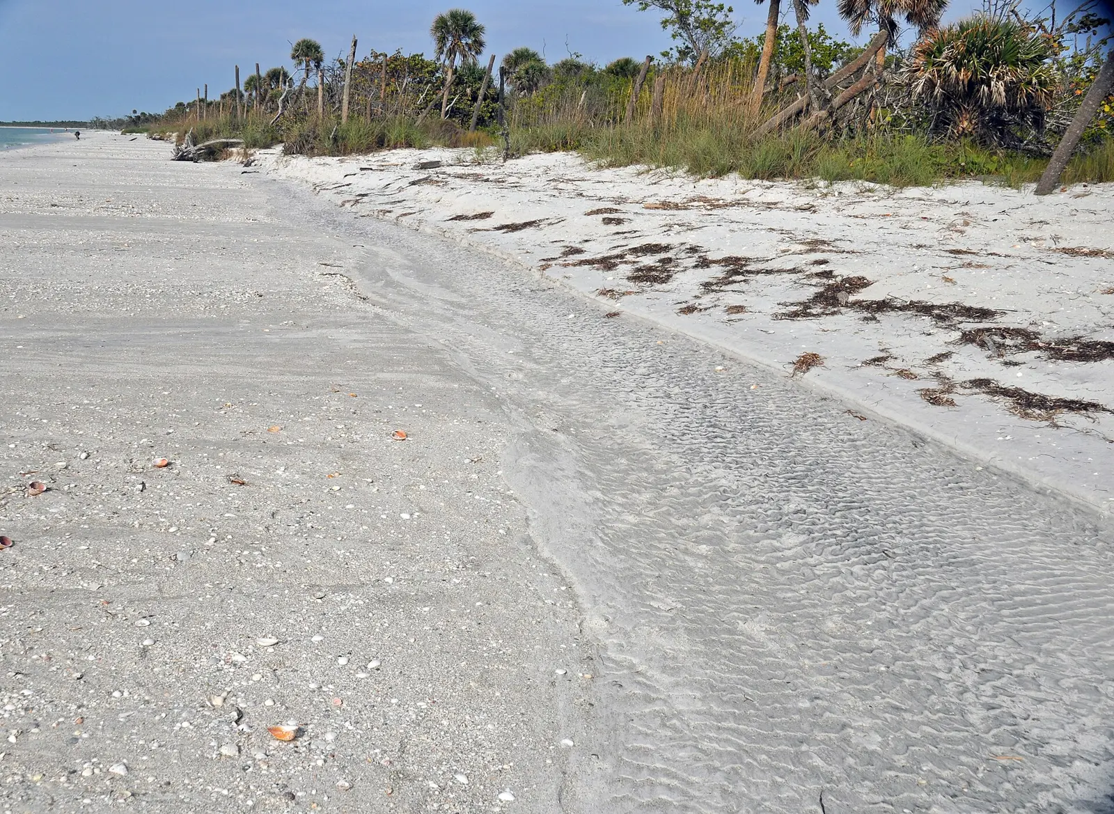 Backbeach washover channel with ripple marks in Florida, USA. Asymmetrical ripple marks have a long side and a short side, when viewed in cross-section. They form in a...