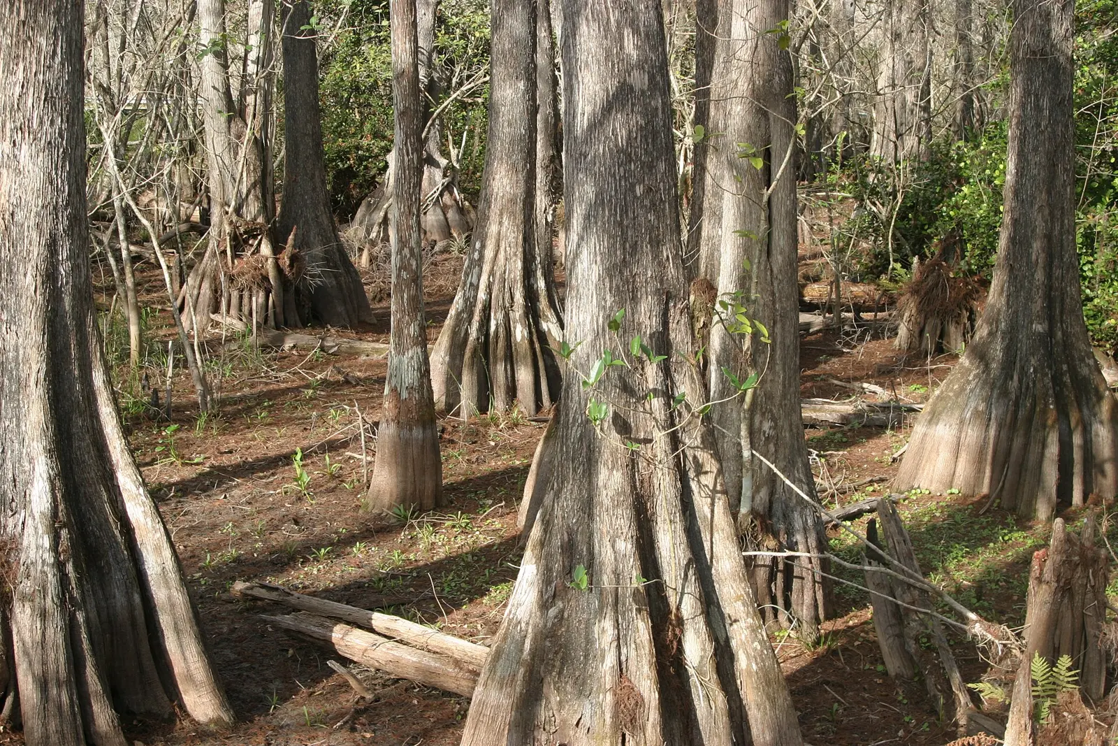 Bald Cypress during wintertime (dry season) at Big Cypress National Preserve, FL