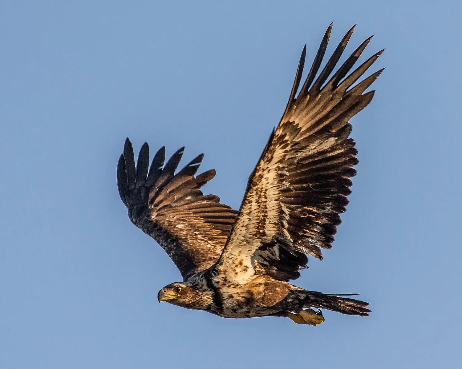 One of a pair of immature bald eagles fishing on Tigertail Beach, Marco Island, FL.