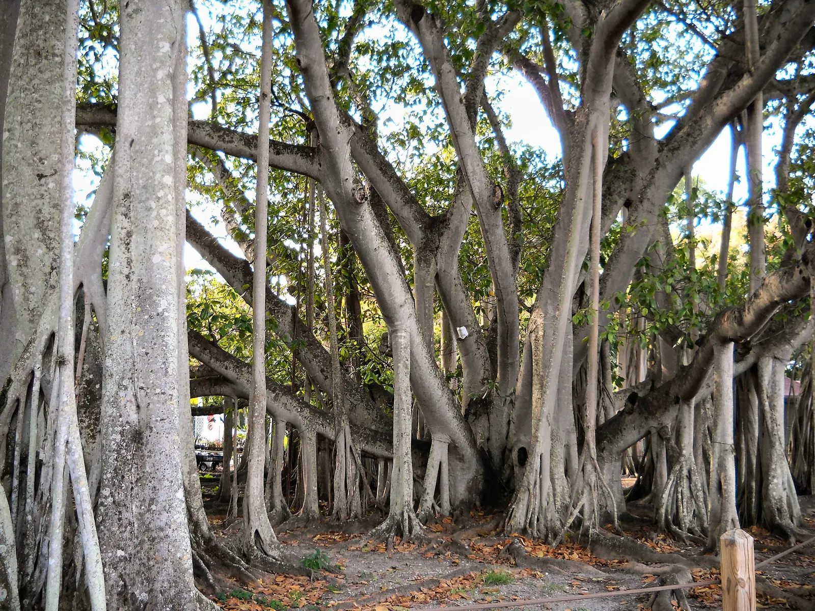 Banyan Tree. dominating the grounds of the Edison and Ford Winter Estates, Fort Myers.