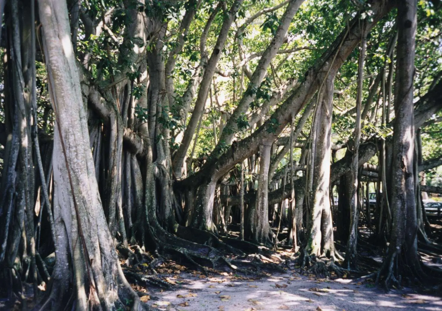 Banyan tree ( Ficus benghalensis ) in front of the Edison museum in Fort Myers, Florida Florida, USA. Photo taken by User:Ahoerstemeier on April 11, 1998 with a Olympus Mju 2.