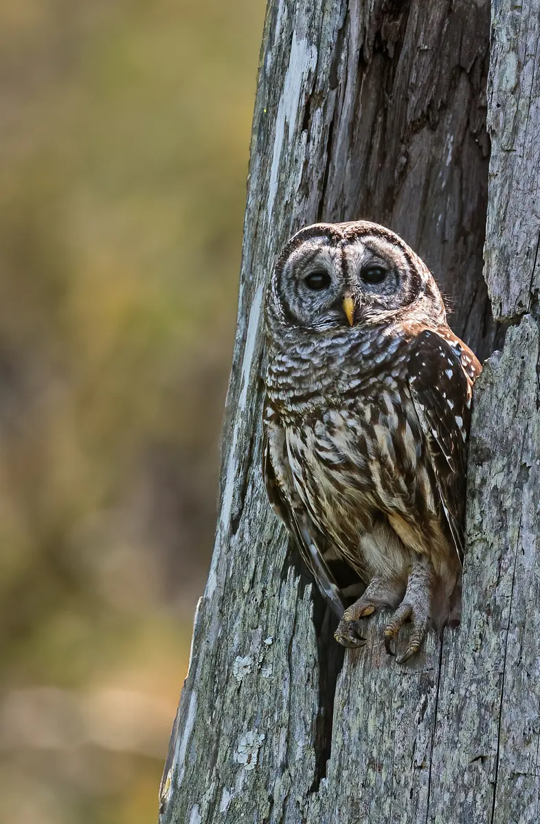 Barred Owl