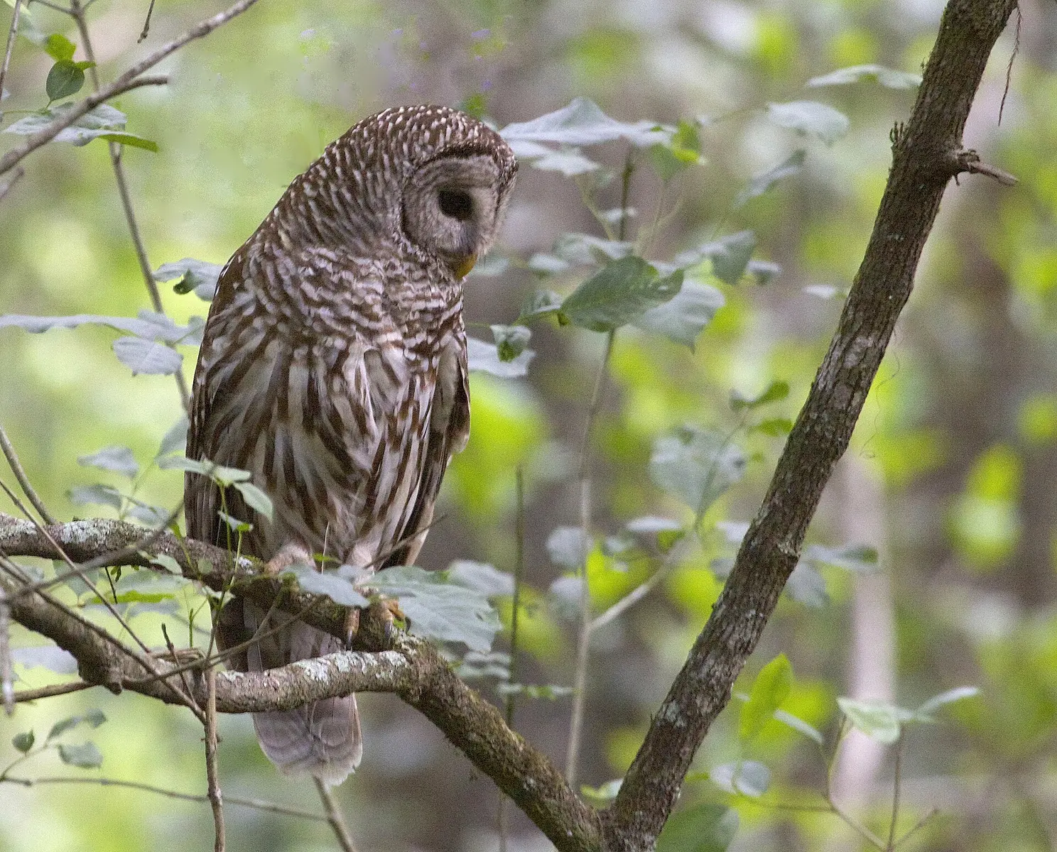 Corkscrew Swamp is an Audubon Sanctuary outside of Naples, Florida. An elevated boardwalk winds through a cypress swamp where your chance of seeing the owl are pretty good...