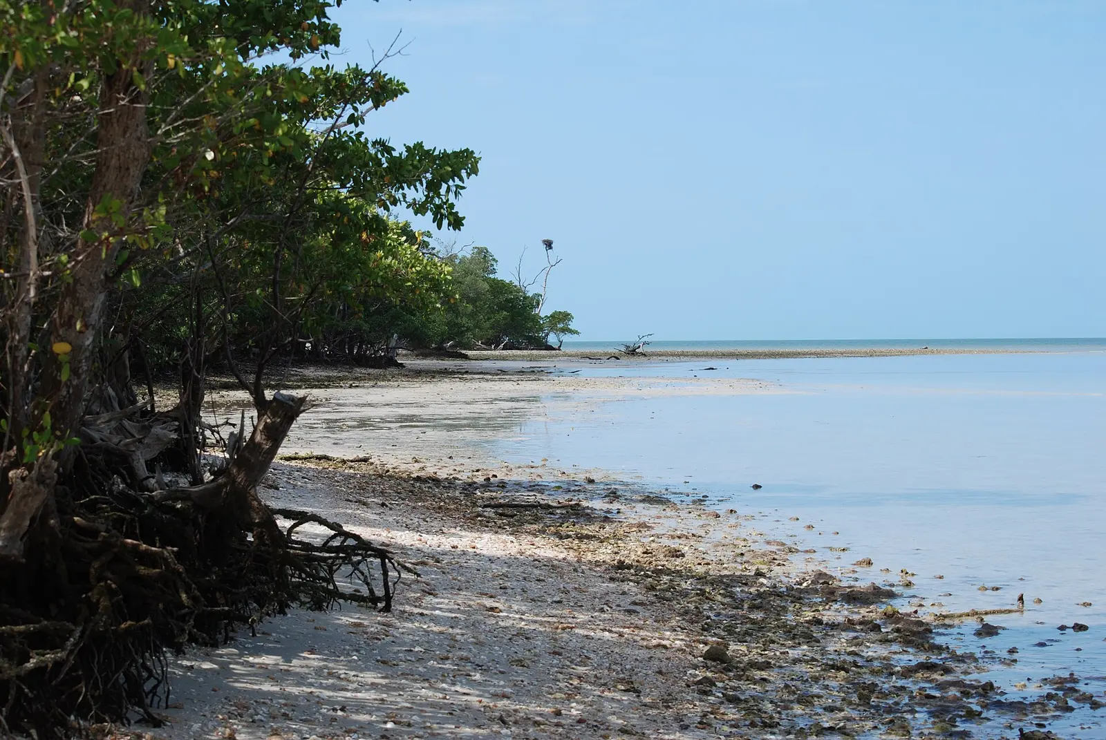 Beach in Ten Thousand Islands, Everglades National Park