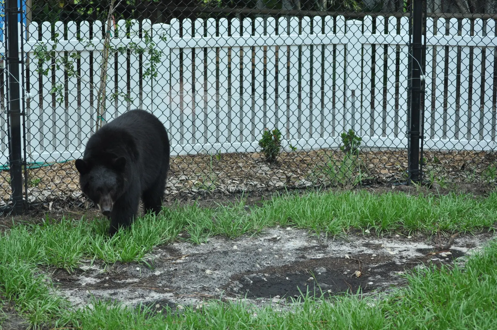Naples Zoo created Black Bear Hammock featuring two distinct habitats: a natural habitat and a backyard habitat. Both areas feature clear viewing through 2' zoo-grade glass. It...