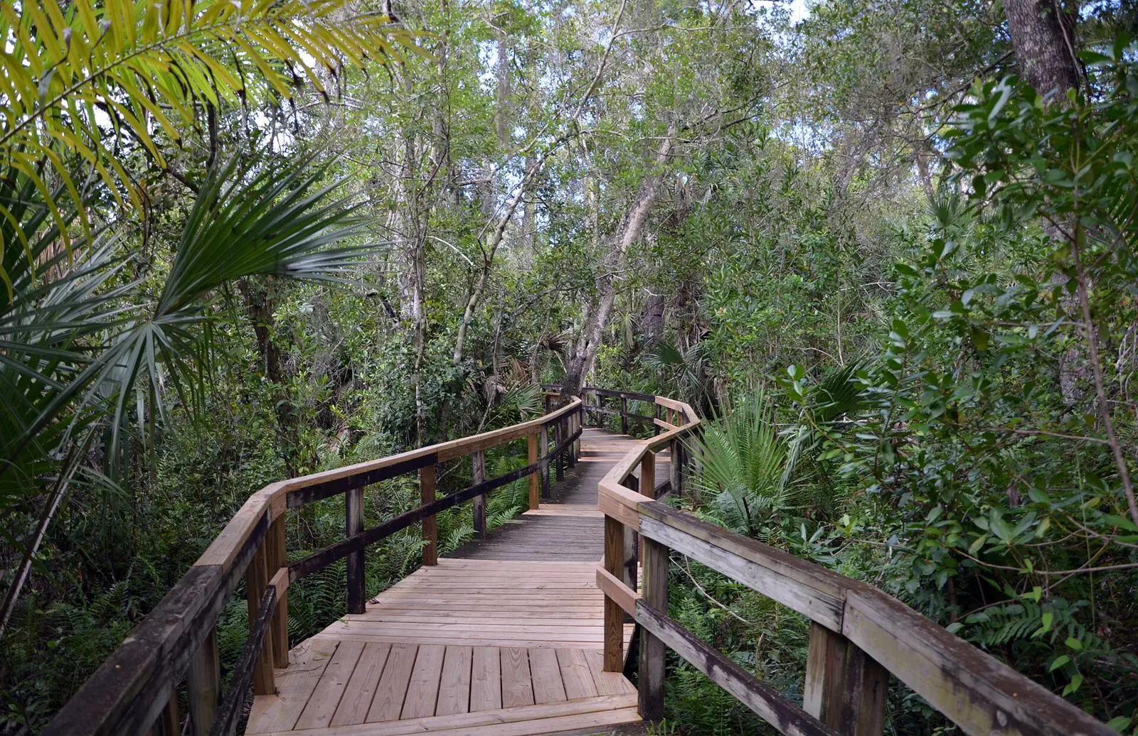 The Big Cypress Bend Boardwalk (Florida, USA), extending 2300 feet into the Fakahatchee Strand, the largest bald cypress/royal palm swamp in the world.