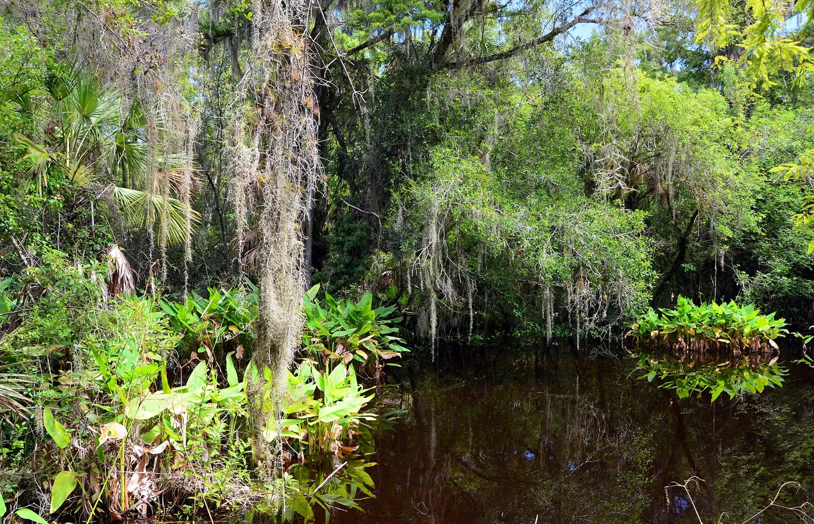 The Fakahatchee Strand (Florida, USA), the largest bald cypress/royal palm swamp in the world. The plant growing upon the trees is called spanish-moss ( Tillandsia usneoides )....