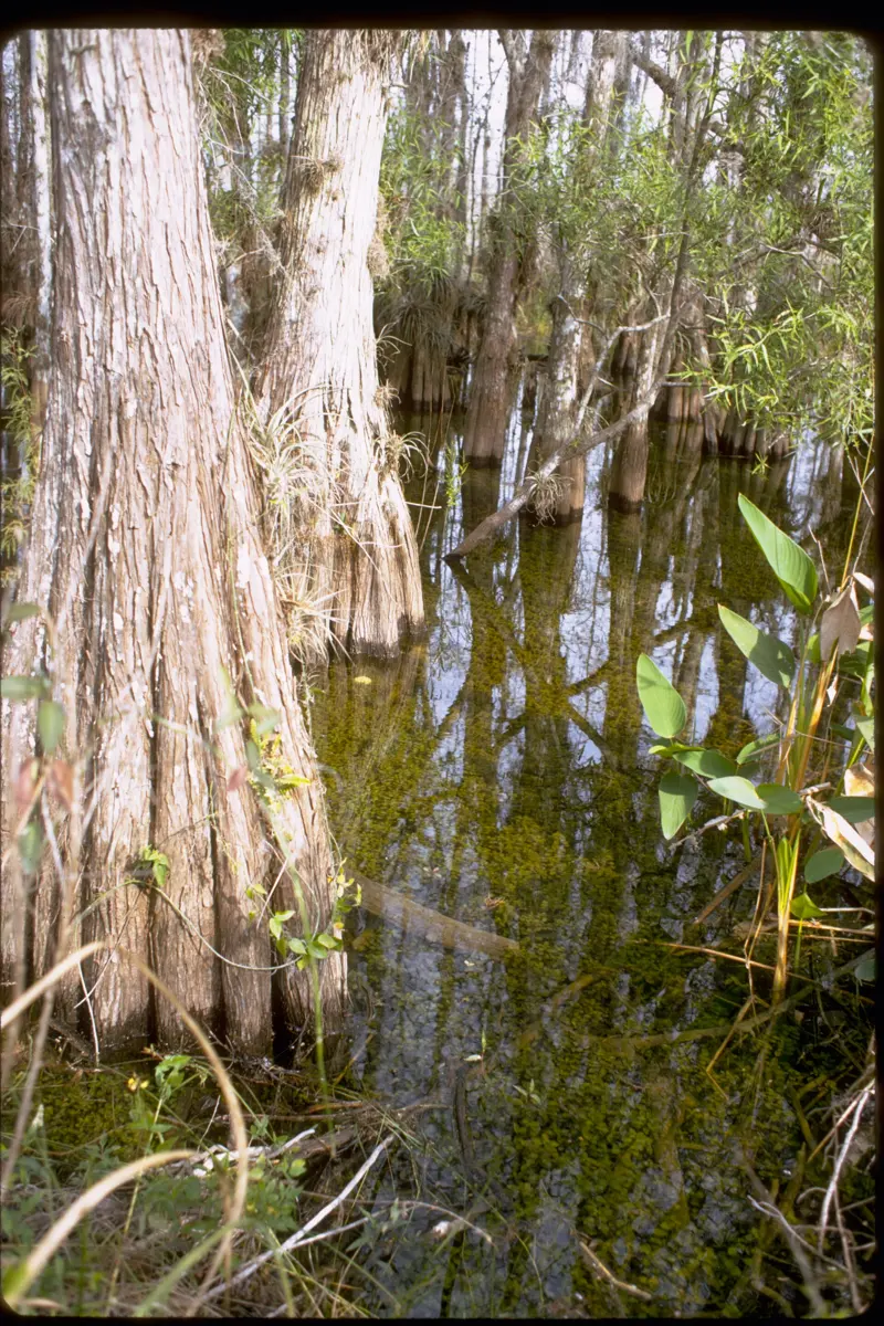 Location Big Cypress National Preserve Description The freshwaters of the Big Cypress Swamp, essential to the health of the neighboring Everglades, support the rich marine...