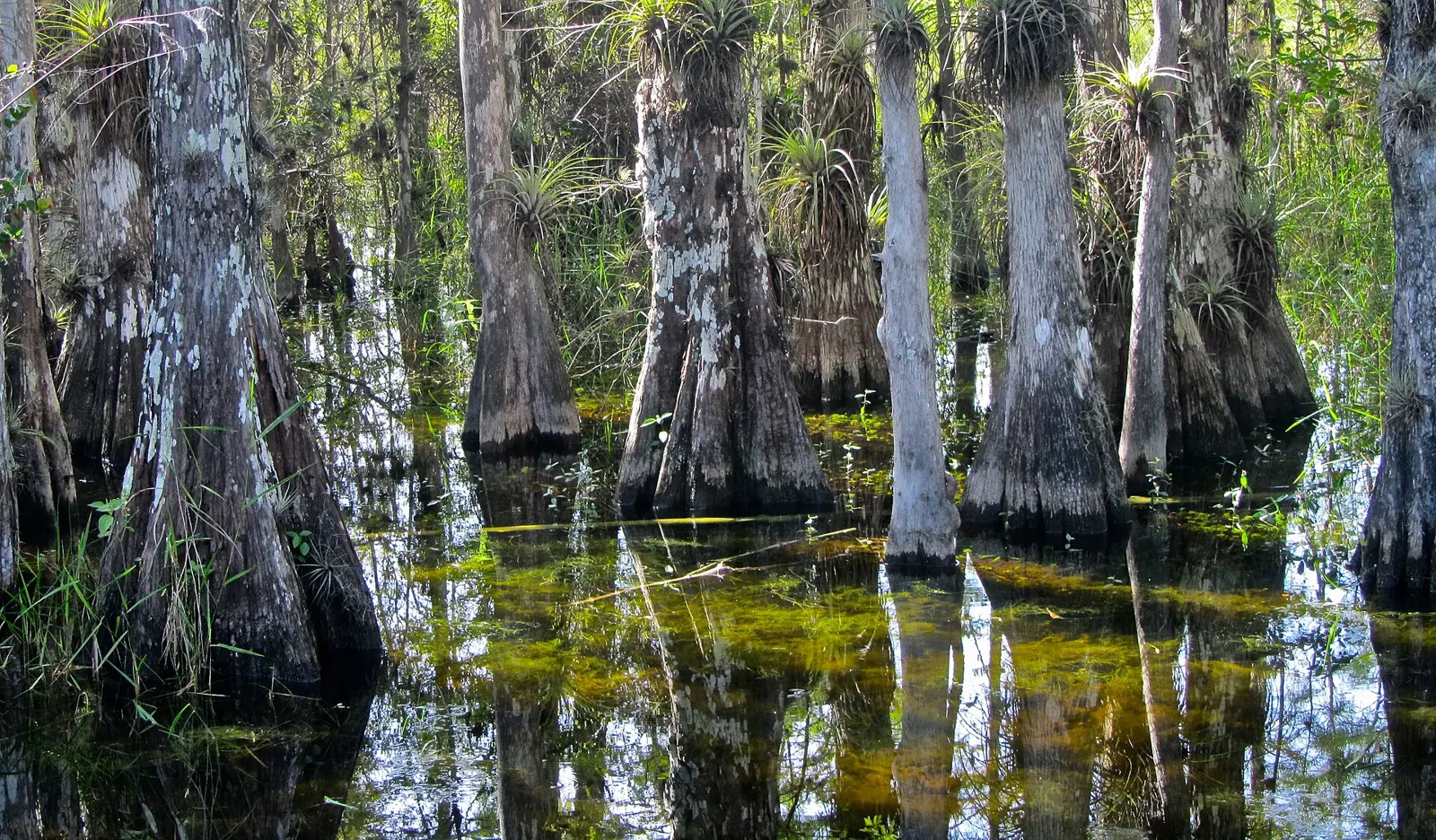 swamp in Big Cypress National Preserve in Florida