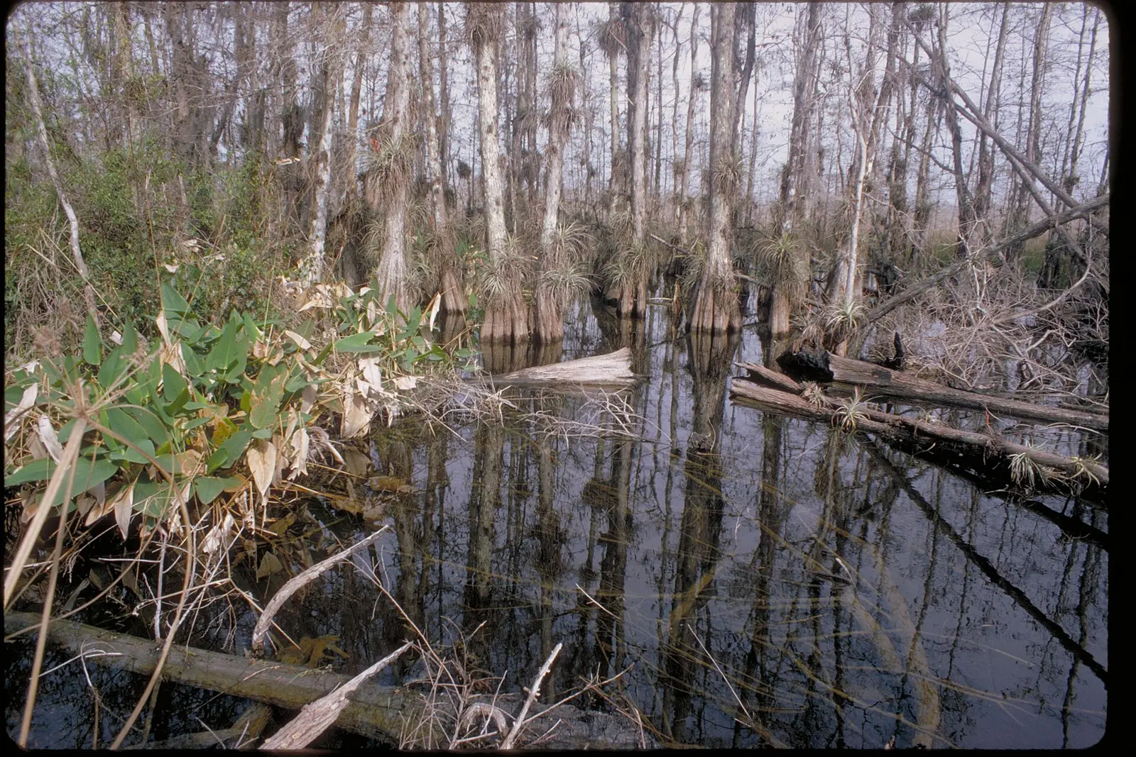 The first National Preserve in the National Park System, Big Cypress has a mixture of pines, hardwoods, prairies, mangrove forests, cypress strands and domes. White-tailed...