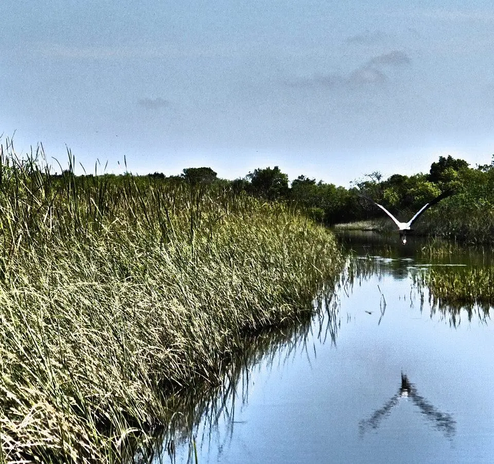 A bird in flight in the Everglades.