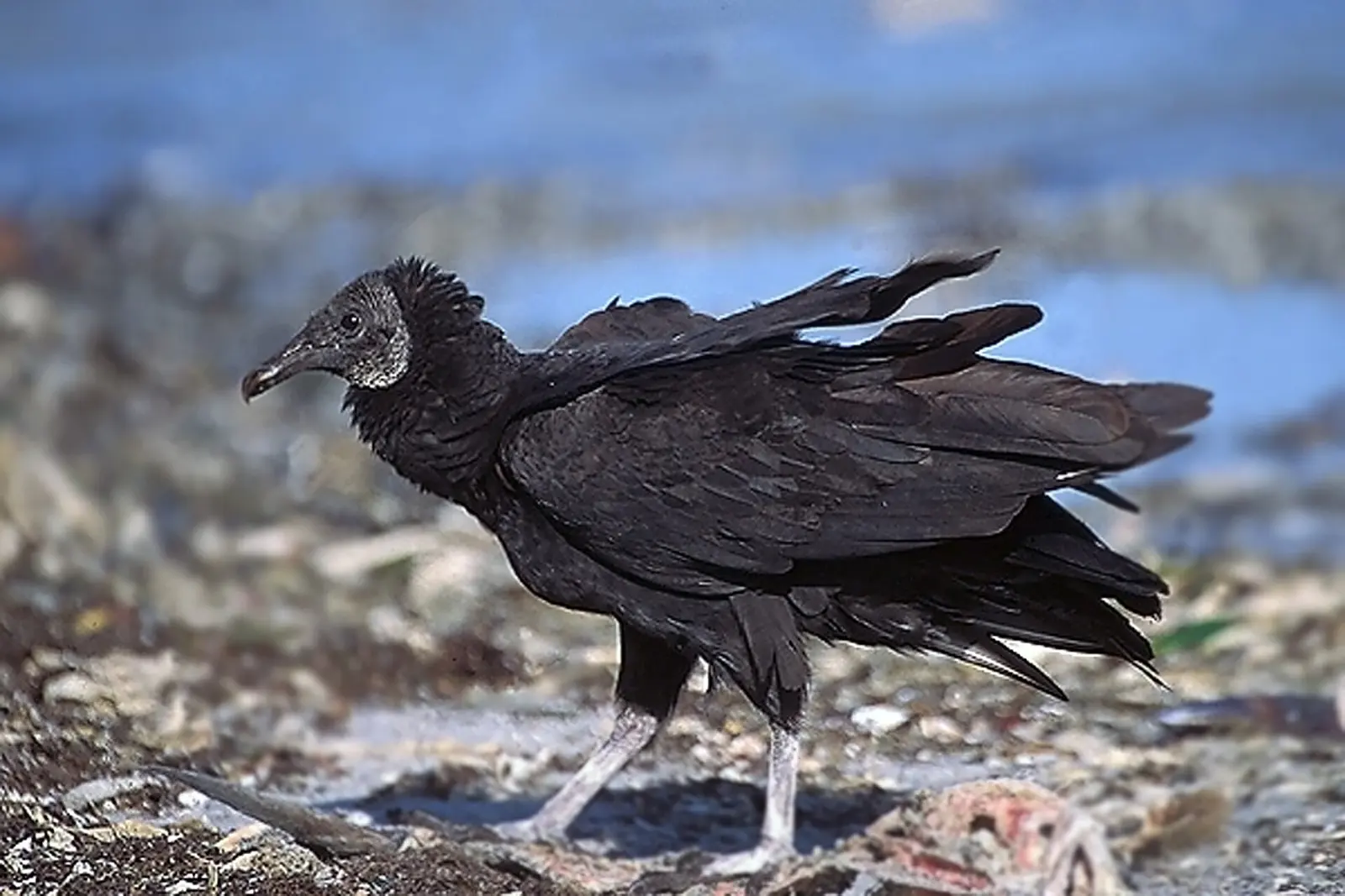 The Black vulture seem right in its element here amongst dead sealife washed ashore after a storm.