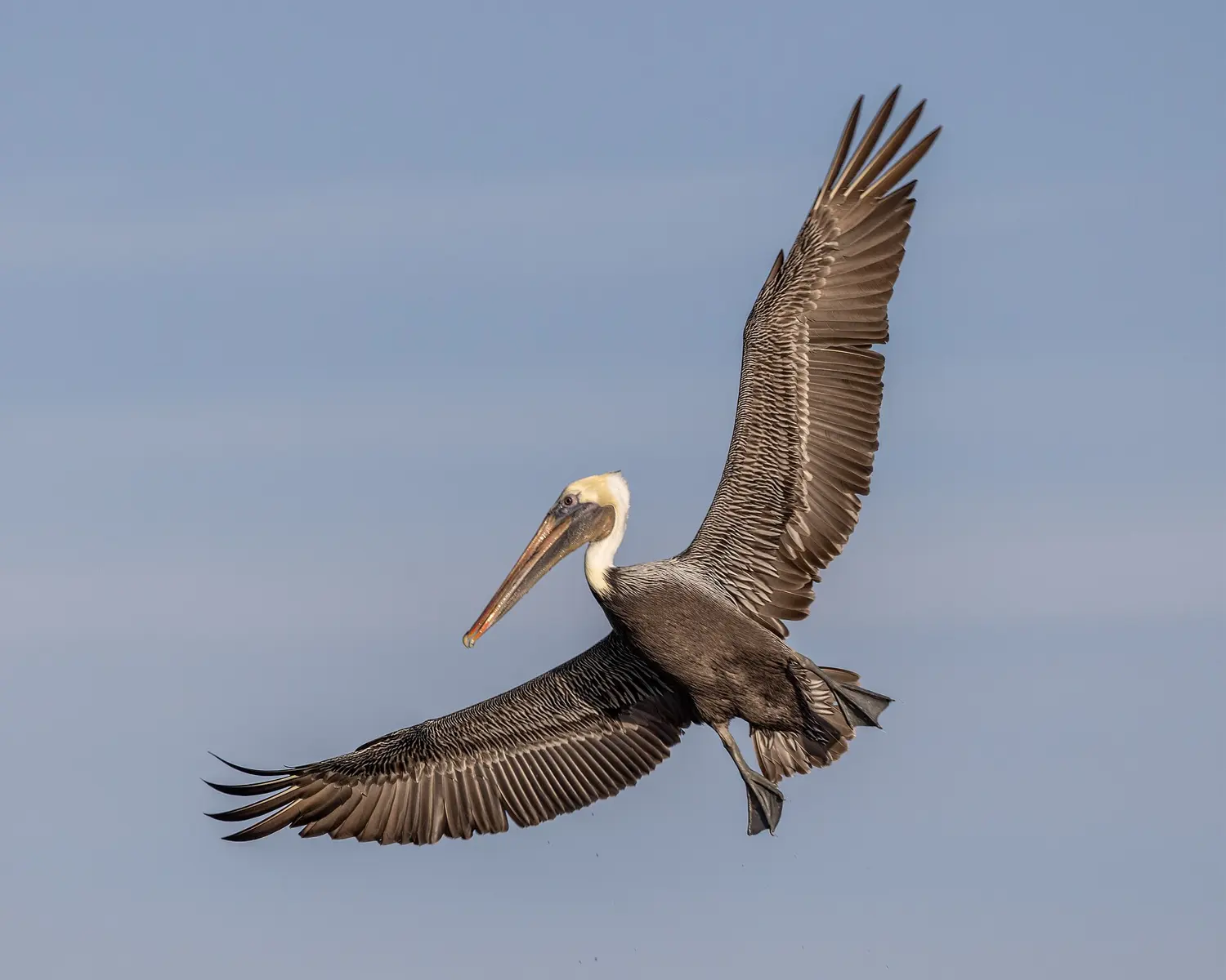 Brown Pelican - Tigertail Beach, Marco Island, Florida