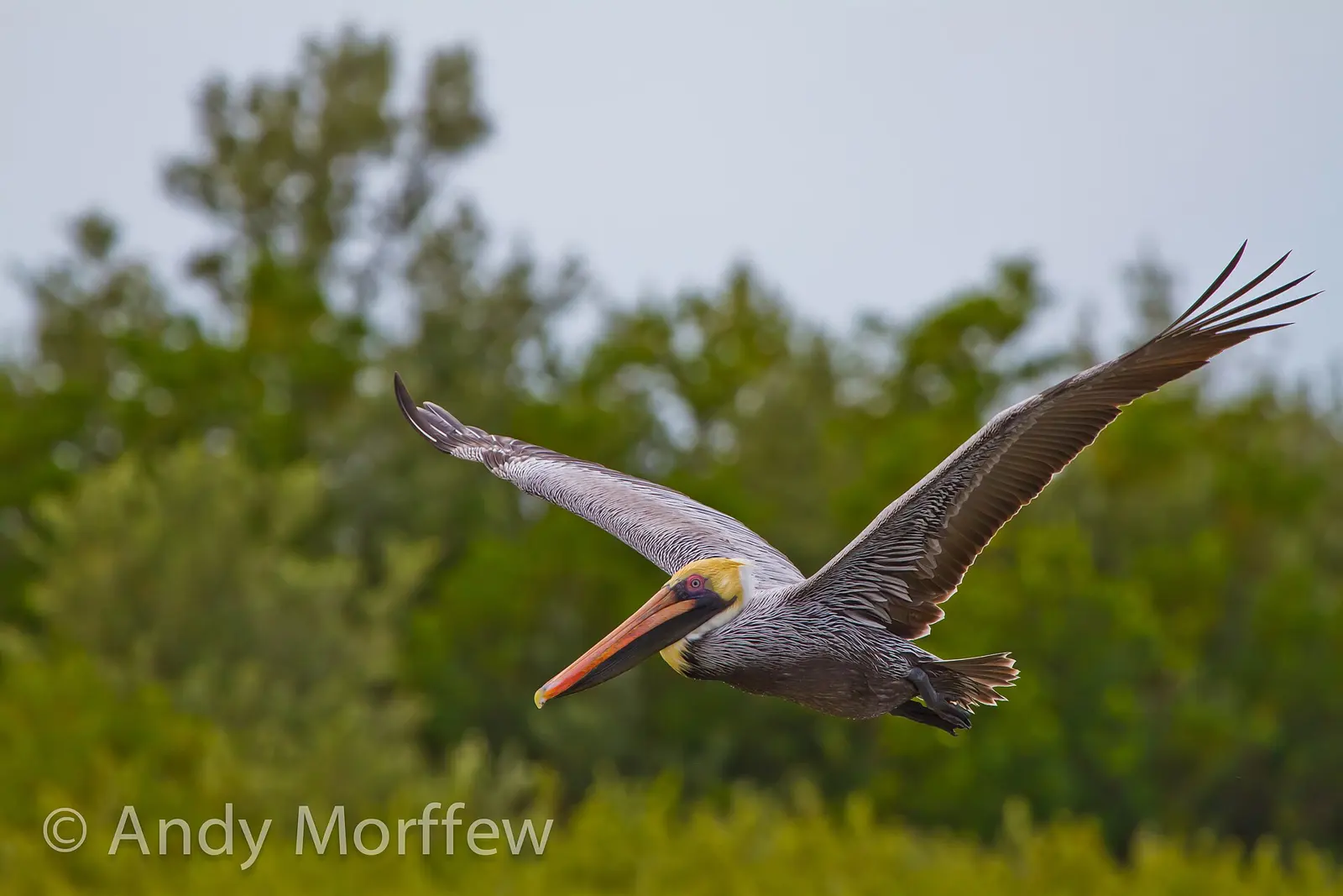 This Brown Pelican was captured on Tigertail Beach, Marco Island, FL on 29 January 2012.