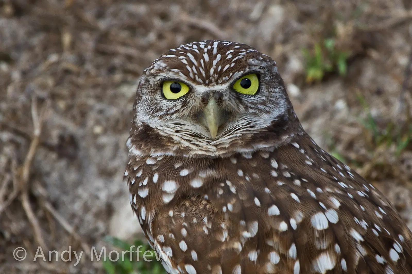 This Burrowing Owl was captured on Marco Island on 28 January 2012. There are owl burrows all around Marco Island and instead of identifying each one I am giving the location...
