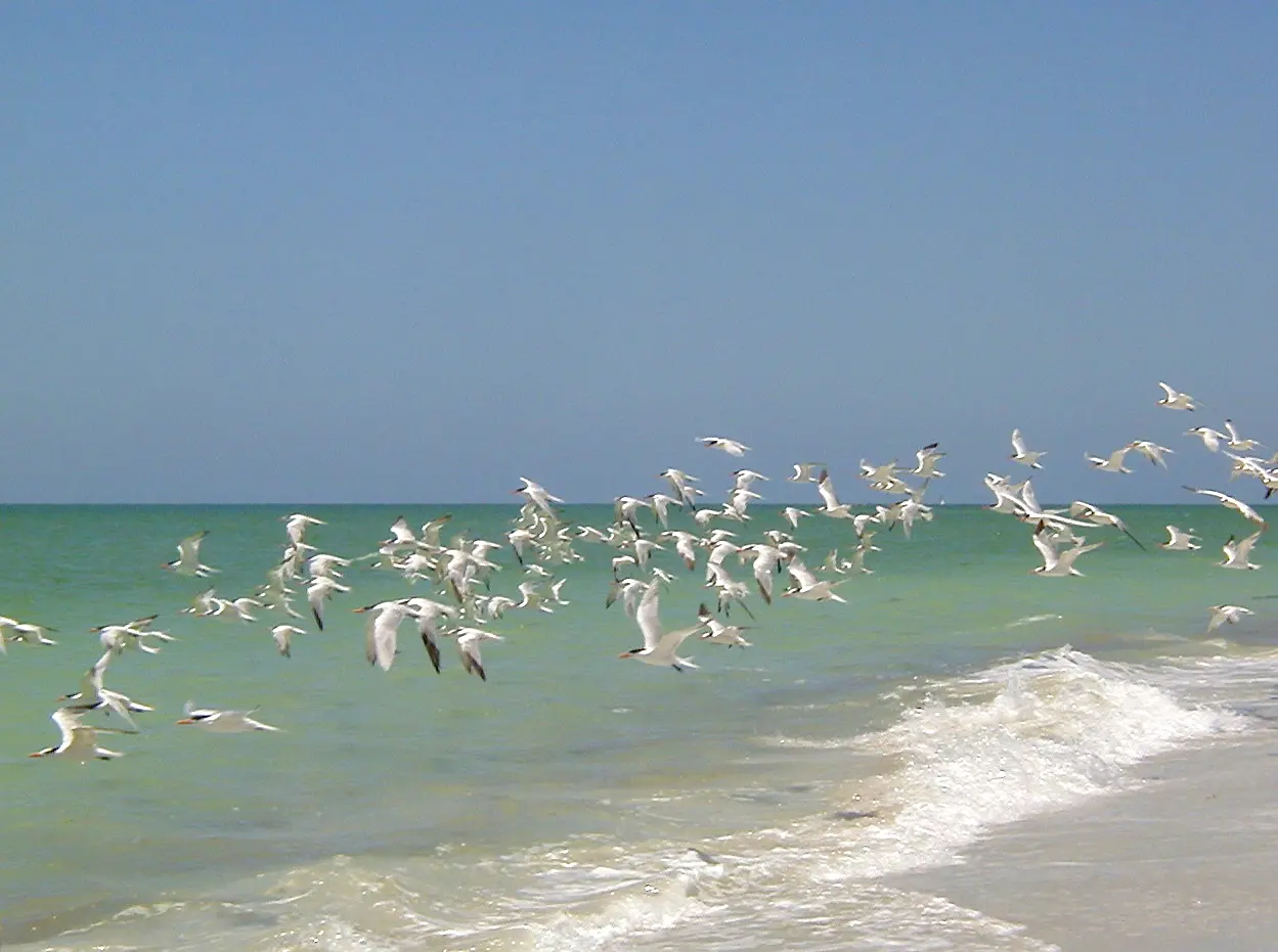 A flock of Royal Terns on Upper Captiva Island. Taken May 2002, Upper Captiva Island, FL USA, by me, User Debivort .