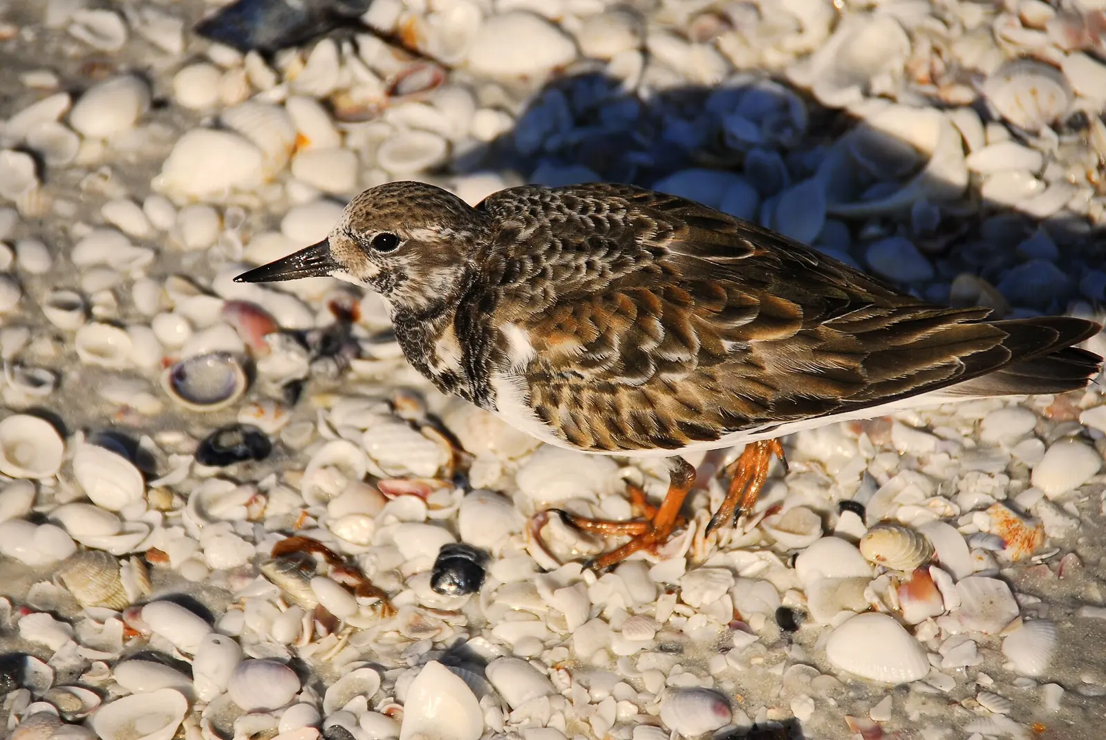 Sun Sinking Low on Ruddy Turnstone at Cayo Costa State Park, Florida.