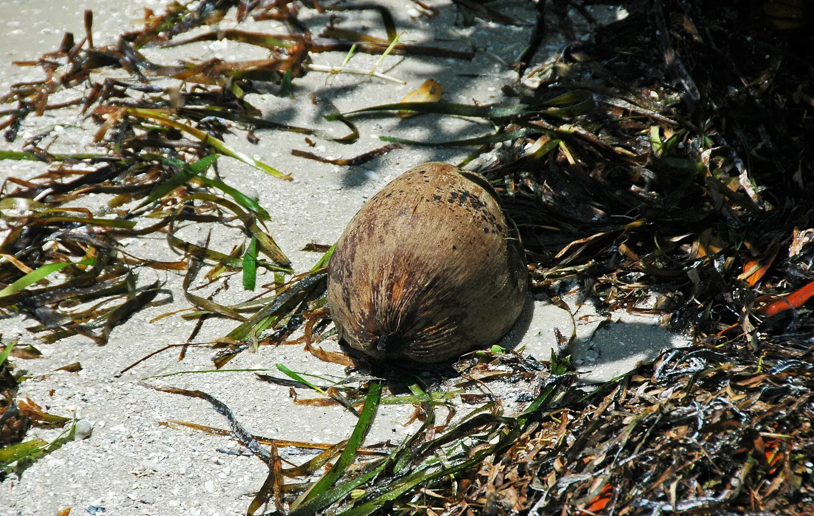 Coconut & Thalassia seagrass in Florida, USA. (summer 2009) Plants are multicellular, photosynthesizing eucaryotes. Most species occupy terrestrial environments, but they also...