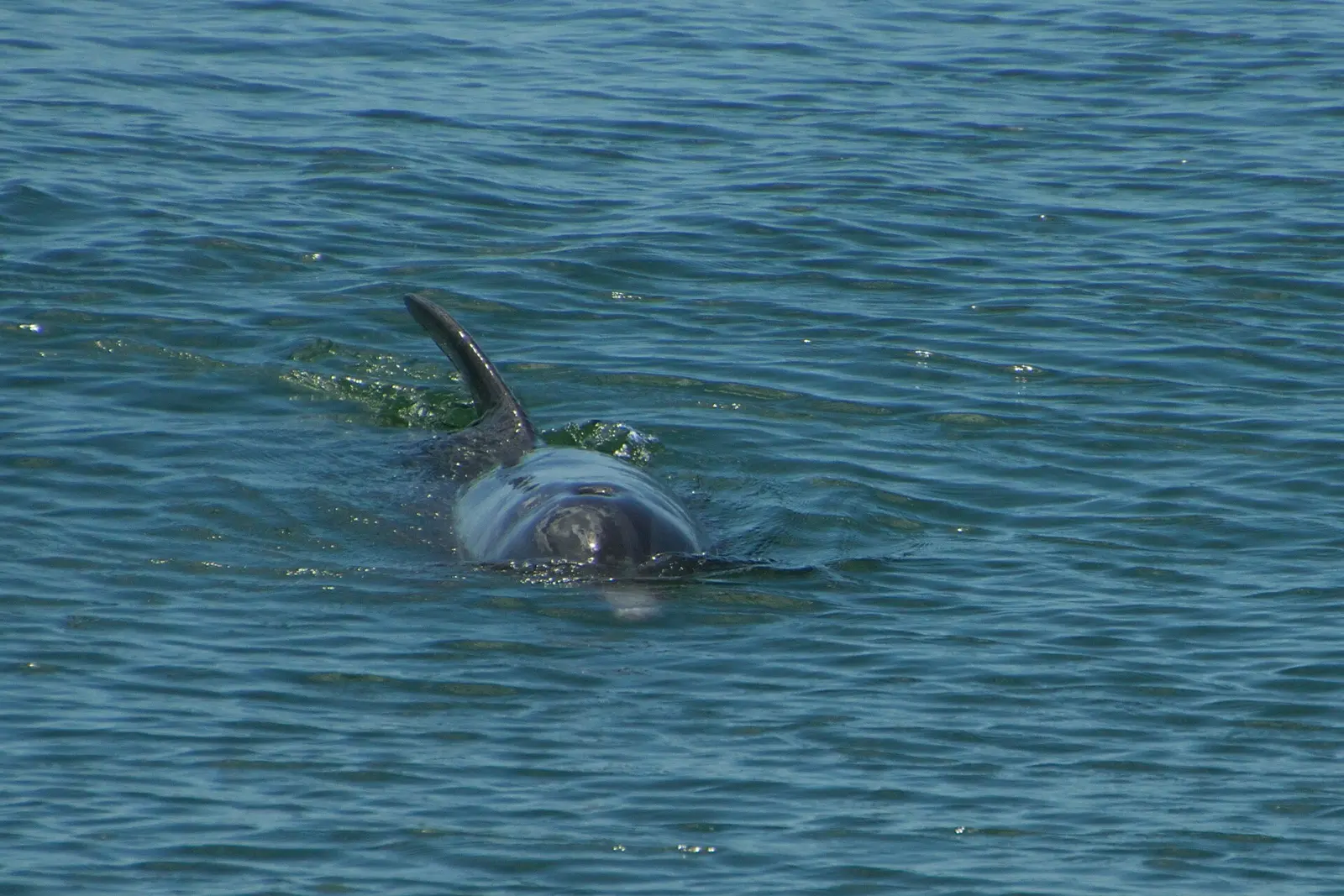 The common bottlenose dolphin (Tursiops truncatus), or Atlantic bottlenose dolphin, is the most well-known species from the family Delphinidae. Common bottlenose dolphins are...
