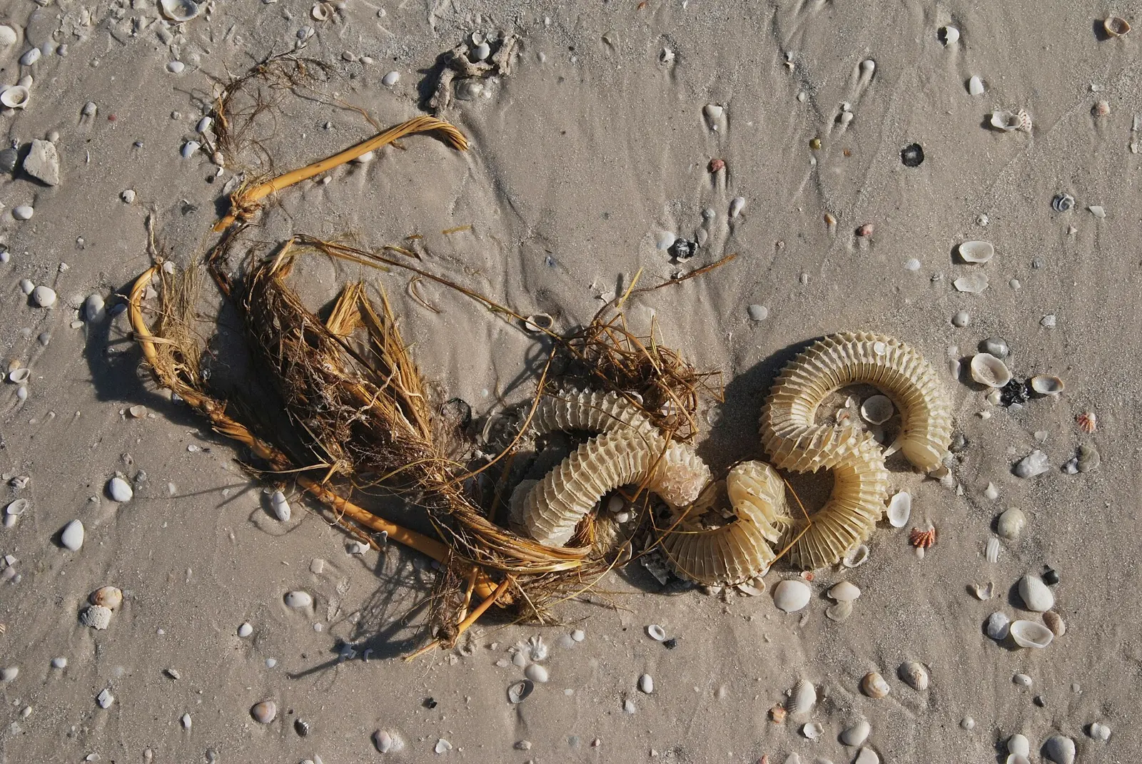 Conch egg case, Marco Island, Florida