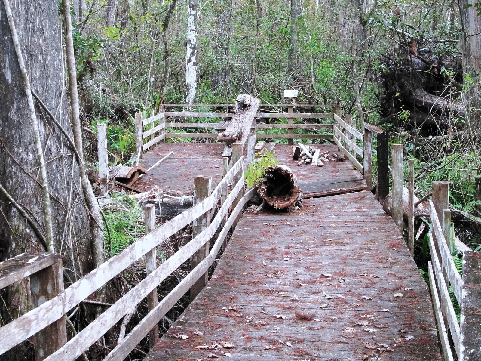 Part of the boardwalk at the Corkscrew Swamp Sanctuary damaged by Hurricane Irma in 2017 and permanently closed.