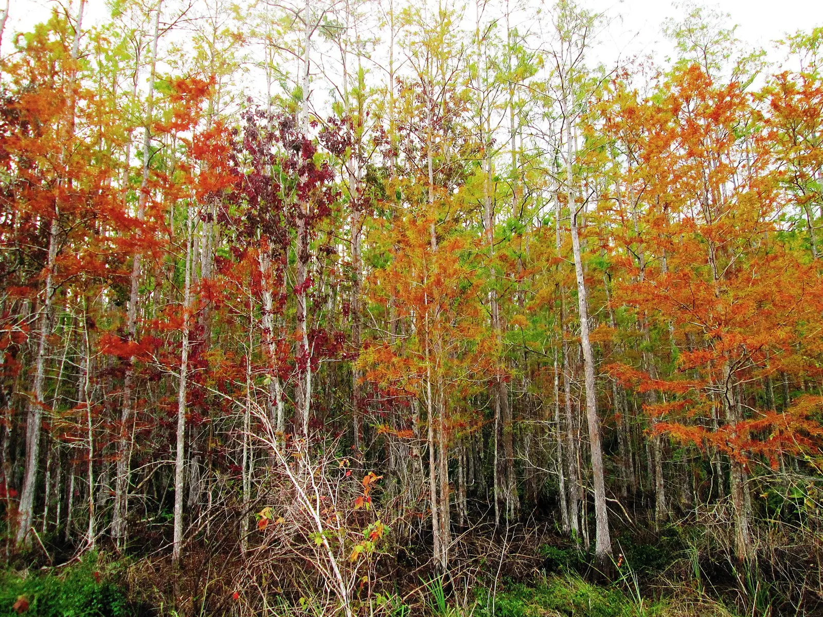 A stand of pond cypress in en:Corkscrew Swamp Sanctuary in southwest Florida (north of :en:Naples , Collier County, and east of en:Bonita Springs , Lee County.
