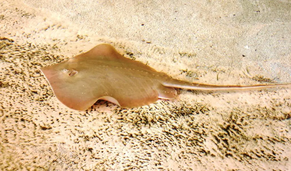 Atlantic stingray ( Dasyatis sabina ) at Siesta Key, Florida