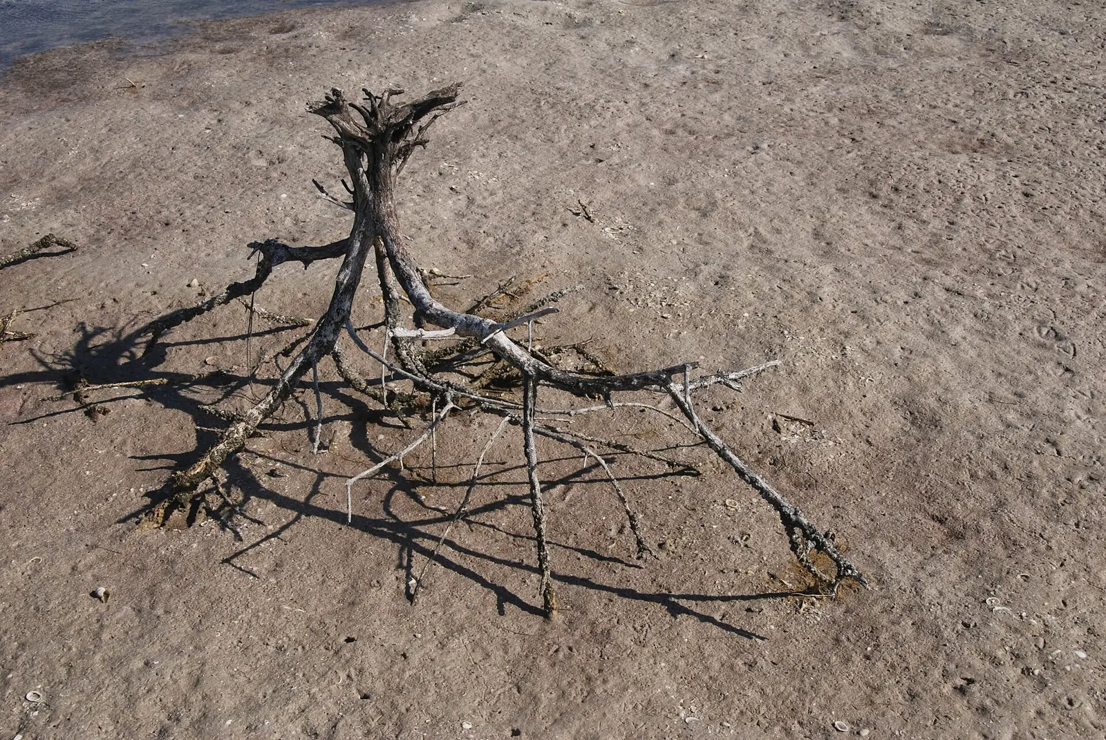 Dead mangrove, Marco Island, Florida