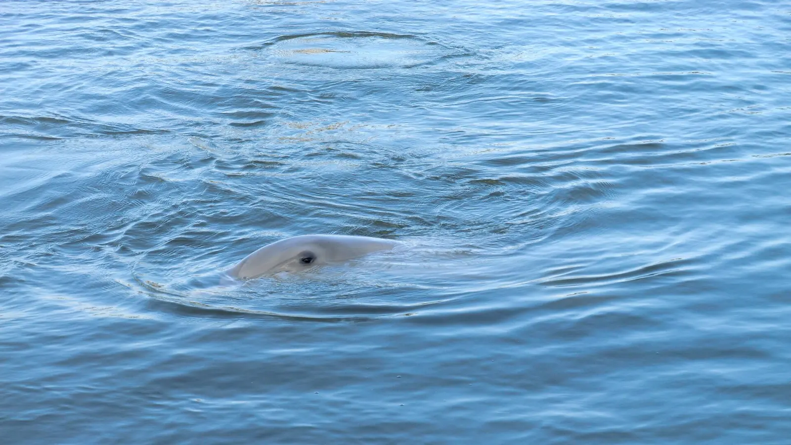 Dolphin (Bottlenose Dolphin), observed at the pier of Naples (southwest Florida)