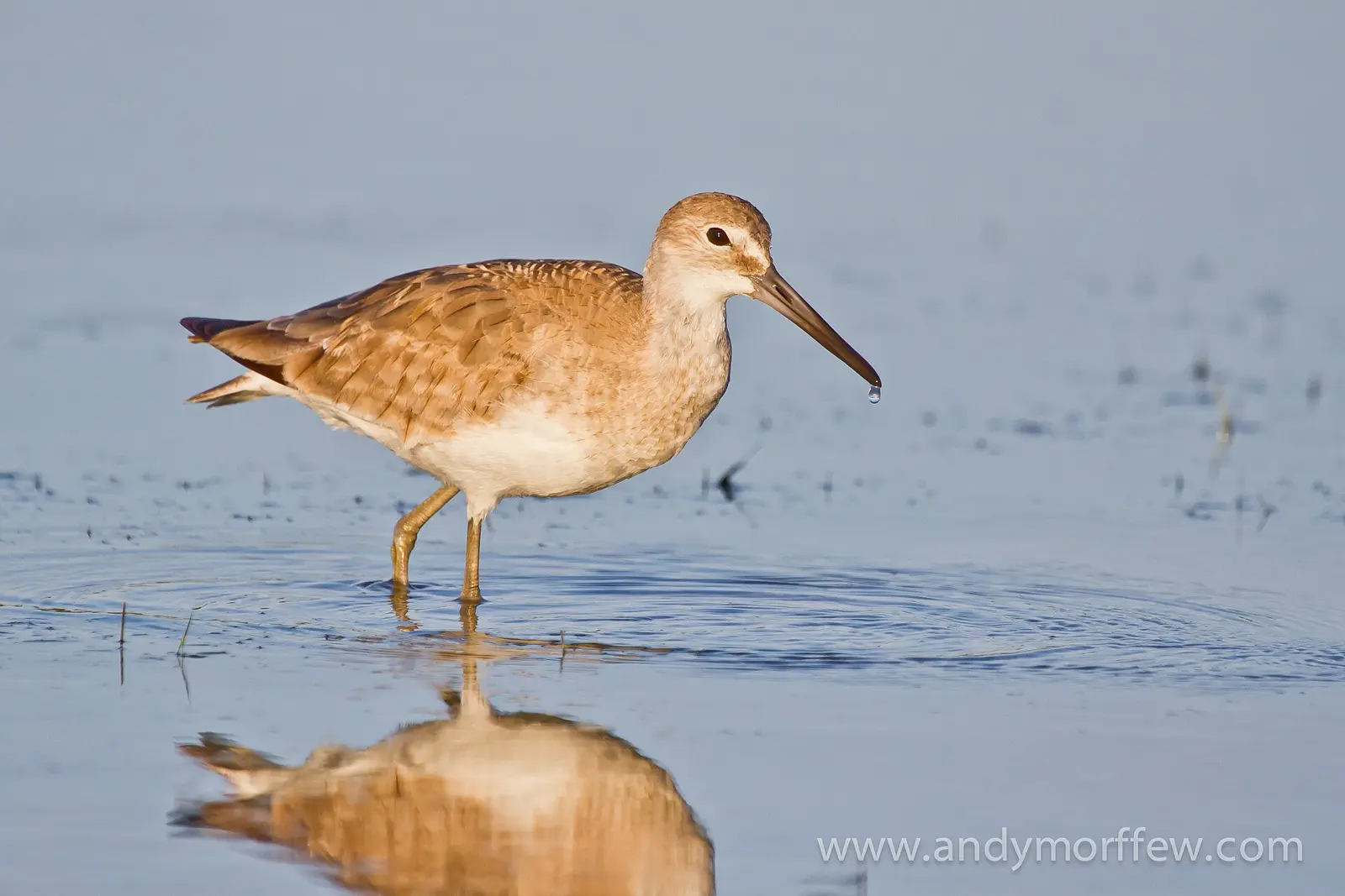 This Willet was captured in early morning light on Tigertail Beach, Marco Island, FL on 16 March 2012.
