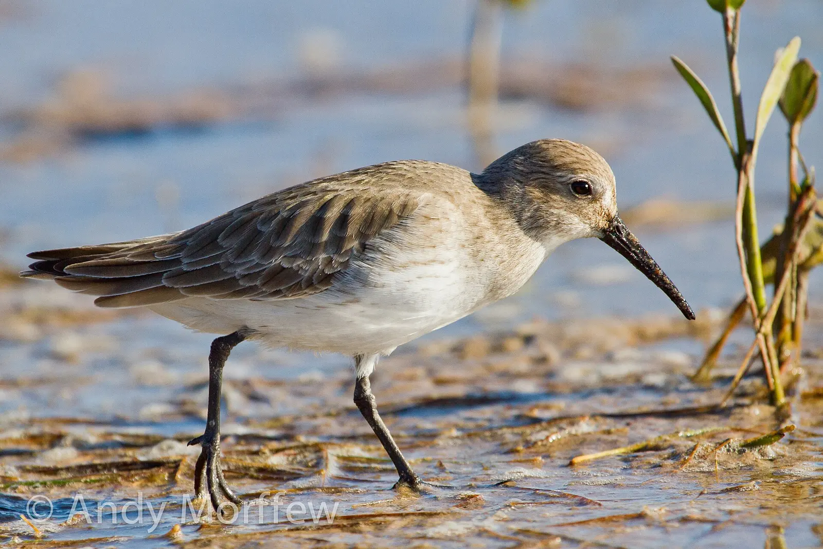 This Dunlin was captured on Tigertail Beach, Marco Island, FL on 22 November 2011 with Canon EOS 7D and EF 100-400mm. For my Shore Birds Reference Set. Looks better Large on Black.