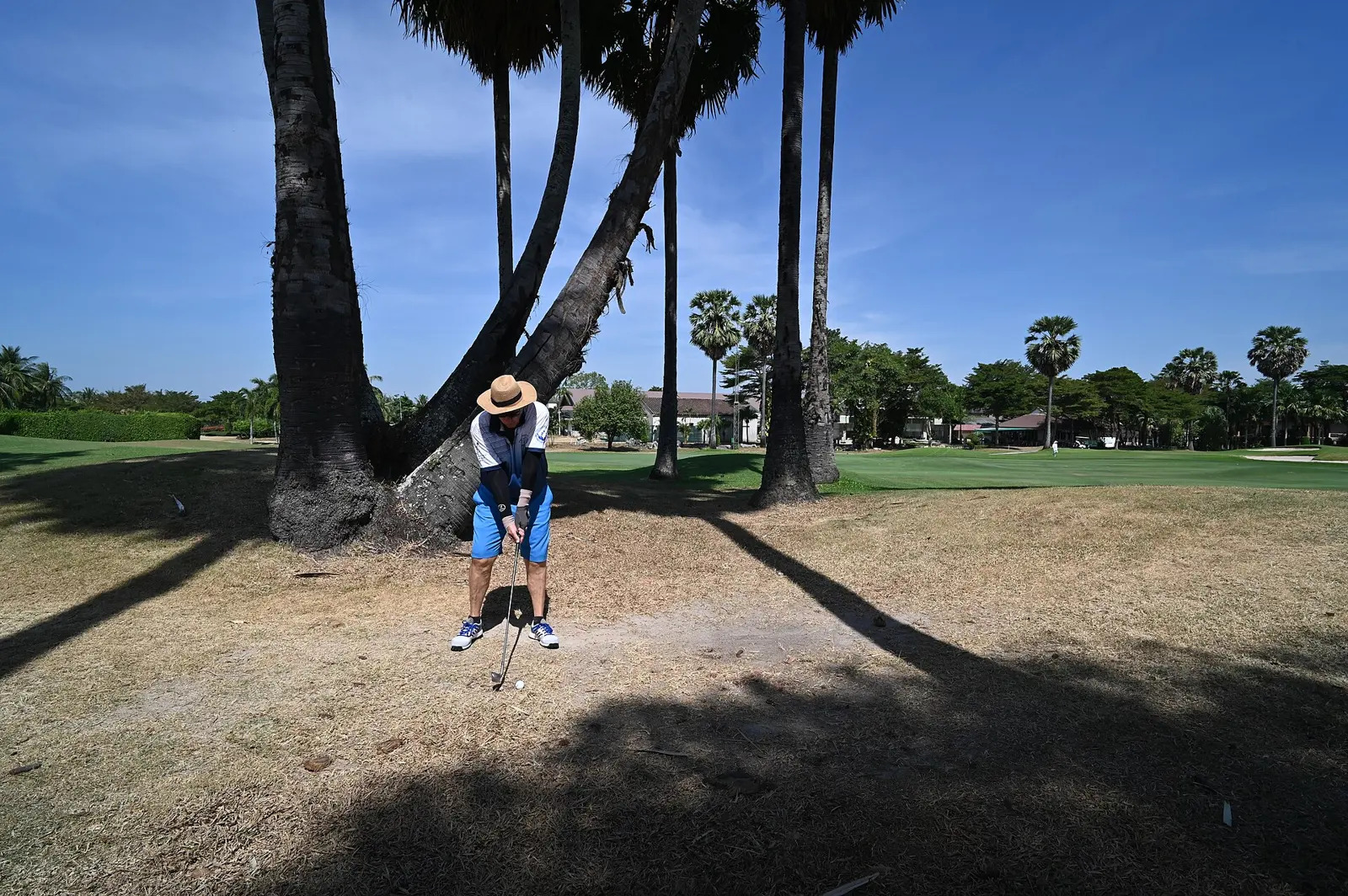 The photo shows a golf course scene with a person playing golf. The golfer, wearing a white hat and blue shorts, is positioned under some tall palm trees taking a shot. The...